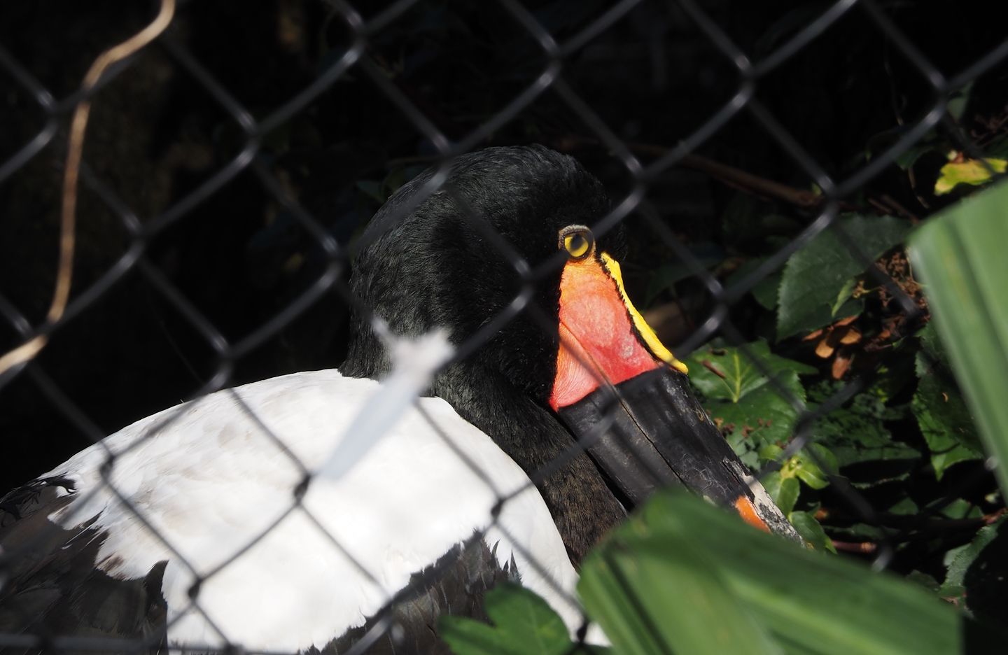 Saddle-billed stork (Ephippiorhynchus senegalensis), 2024-09-17