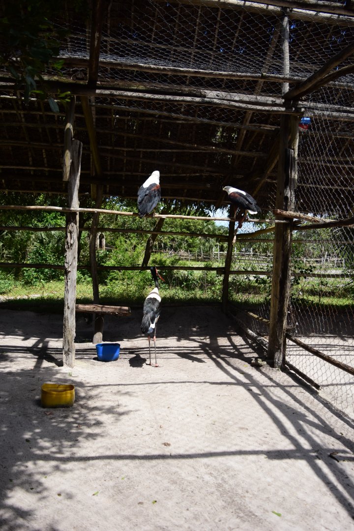 saddle-billed stork (Ephippiorhynchus senegalensis) & African fish eagle (Haliaeetus vocifer)