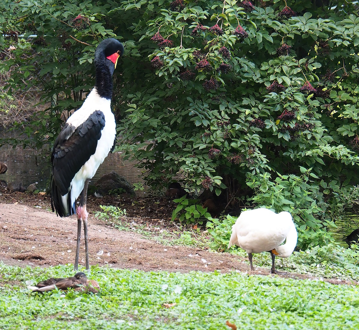 Saddle-billed stork (Ephippiorhynchus senegalensis) and Bewick's swan (Cygnus columbianus bewickii), 2022-08-28