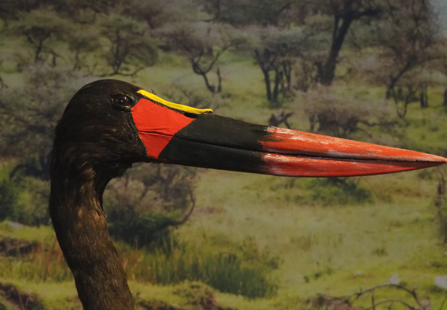 Saddle-billed stork (Ephippiorhynchus senegalensis) specimen, 2021-10-20