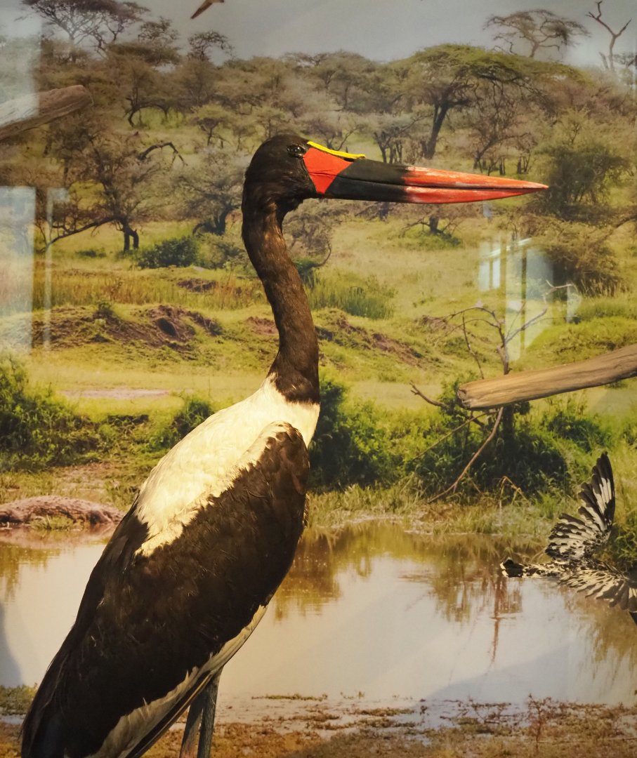 Saddle-billed stork (Ephippiorhynchus senegalensis) specimen, 2021-10-20