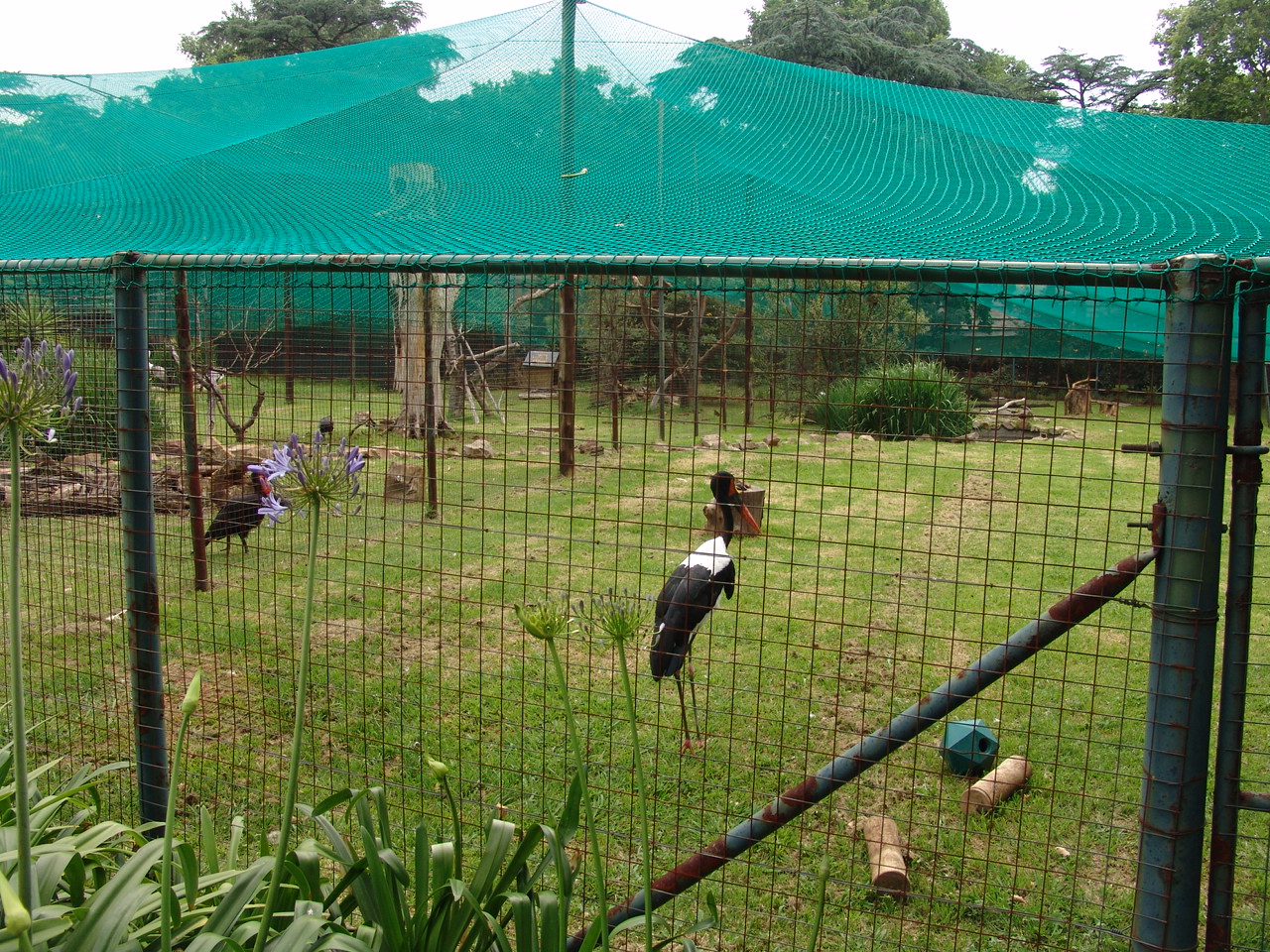 Saddle-billed Stork (Ephippiorhynchus senegalensis)