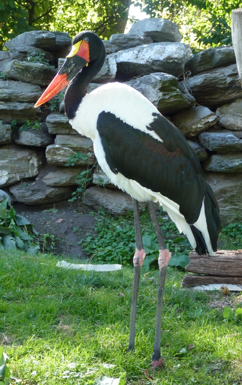 Saddle-billed stork (Ephippiorhynchus senegalensis)