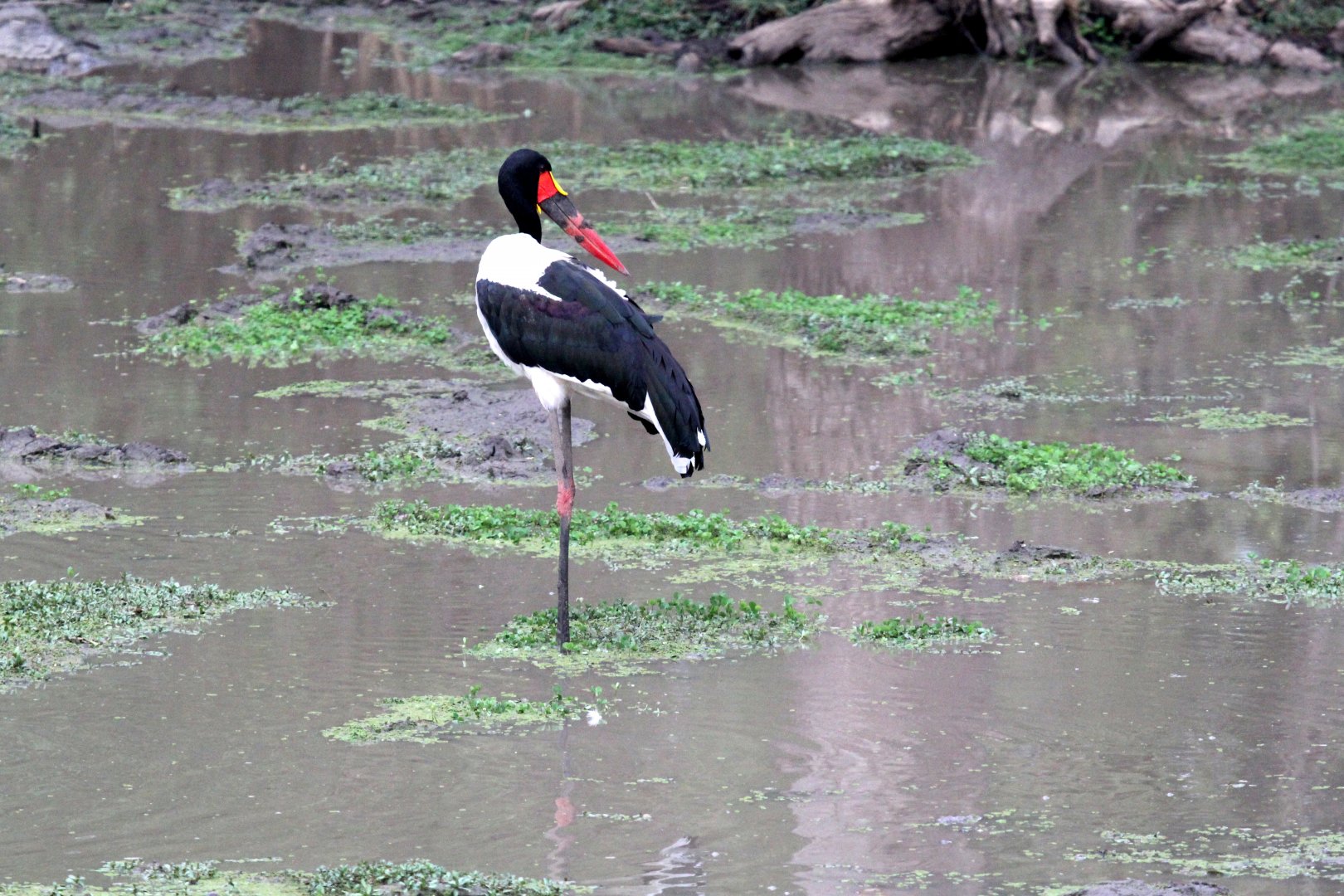 Saddle-billed Stork (Ephippiorhynchus senegalensis)