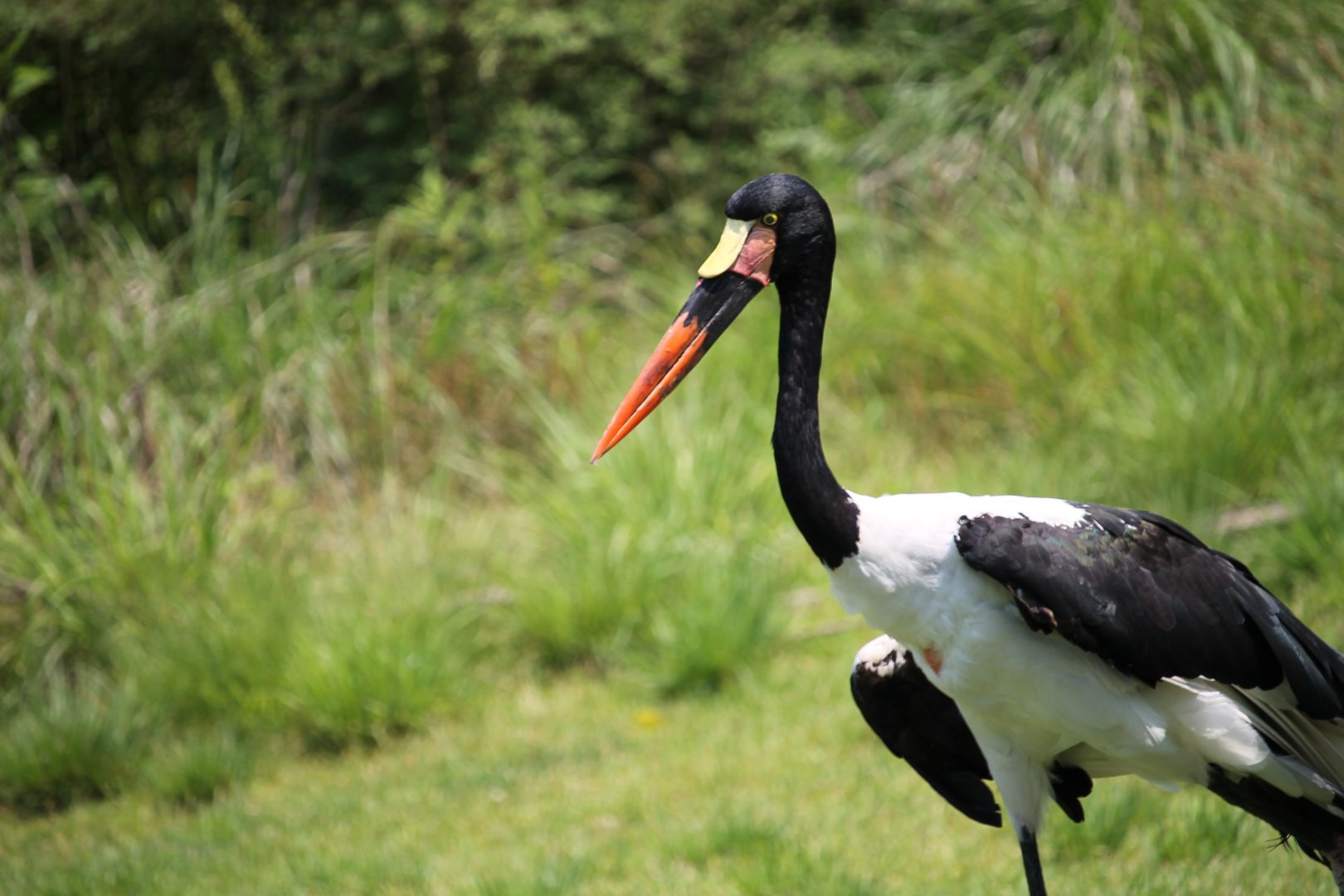 Saddle-billed stork (Ephippiorhynchus senegalensis)
