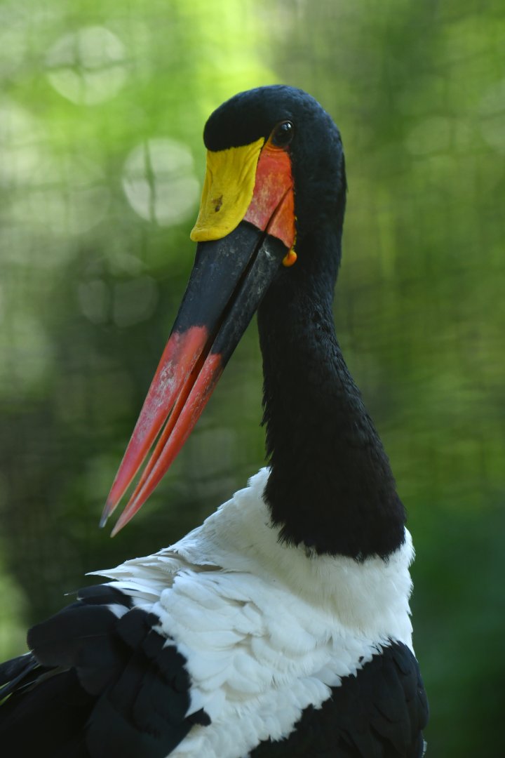 Saddle-billed Stork Ephippiorhynchus senegalensis