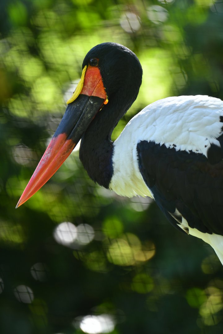 Saddle-billed Stork Ephippiorhynchus senegalensis