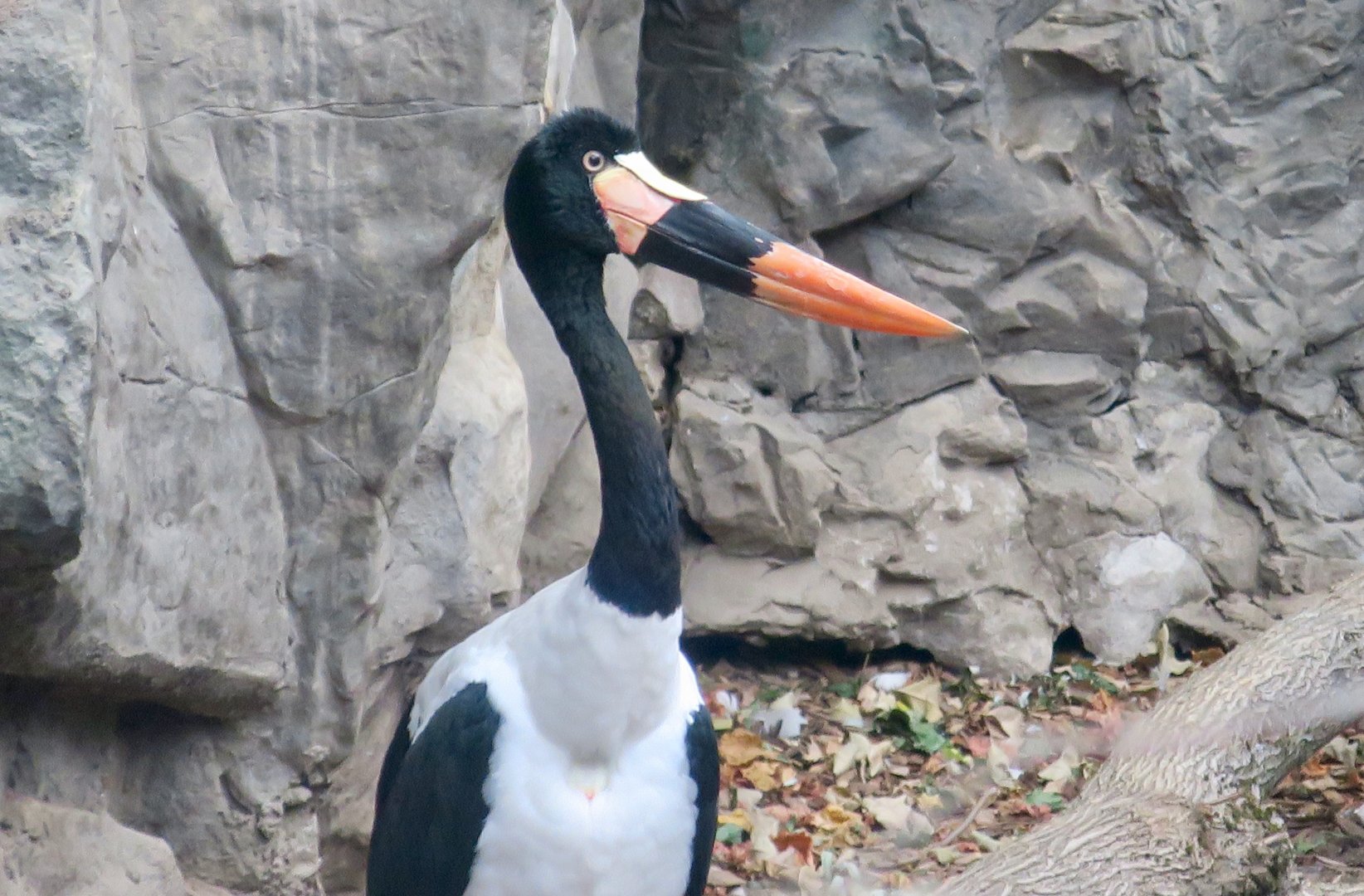 Saddle-Billed Stork (Ephippiorhynchus senegalensis)
