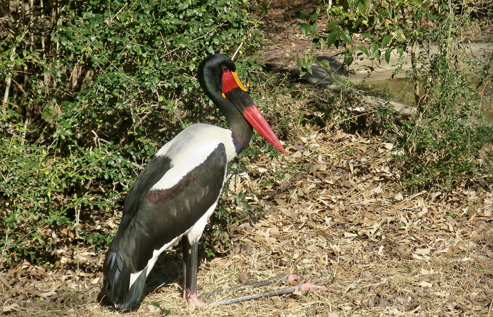 Saddle-Billed Stork (Ephippiorhynchus senegalensis)