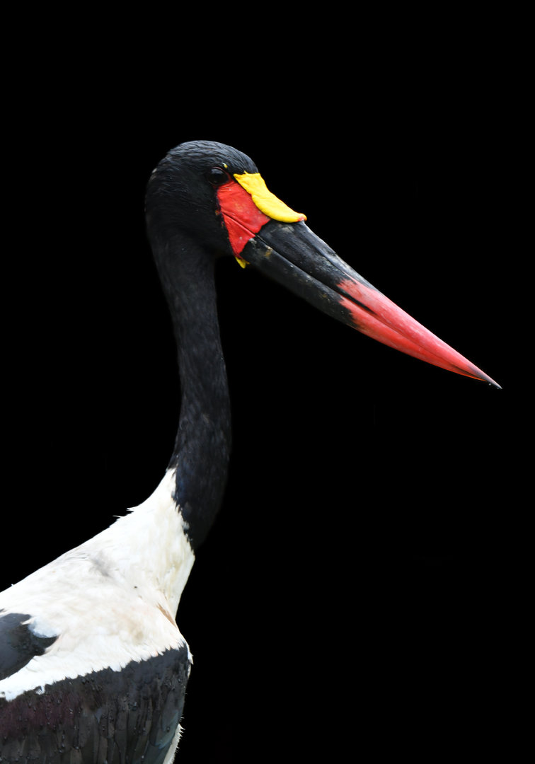 Saddle-billed Stork Ephippiorhynchus senegalensis