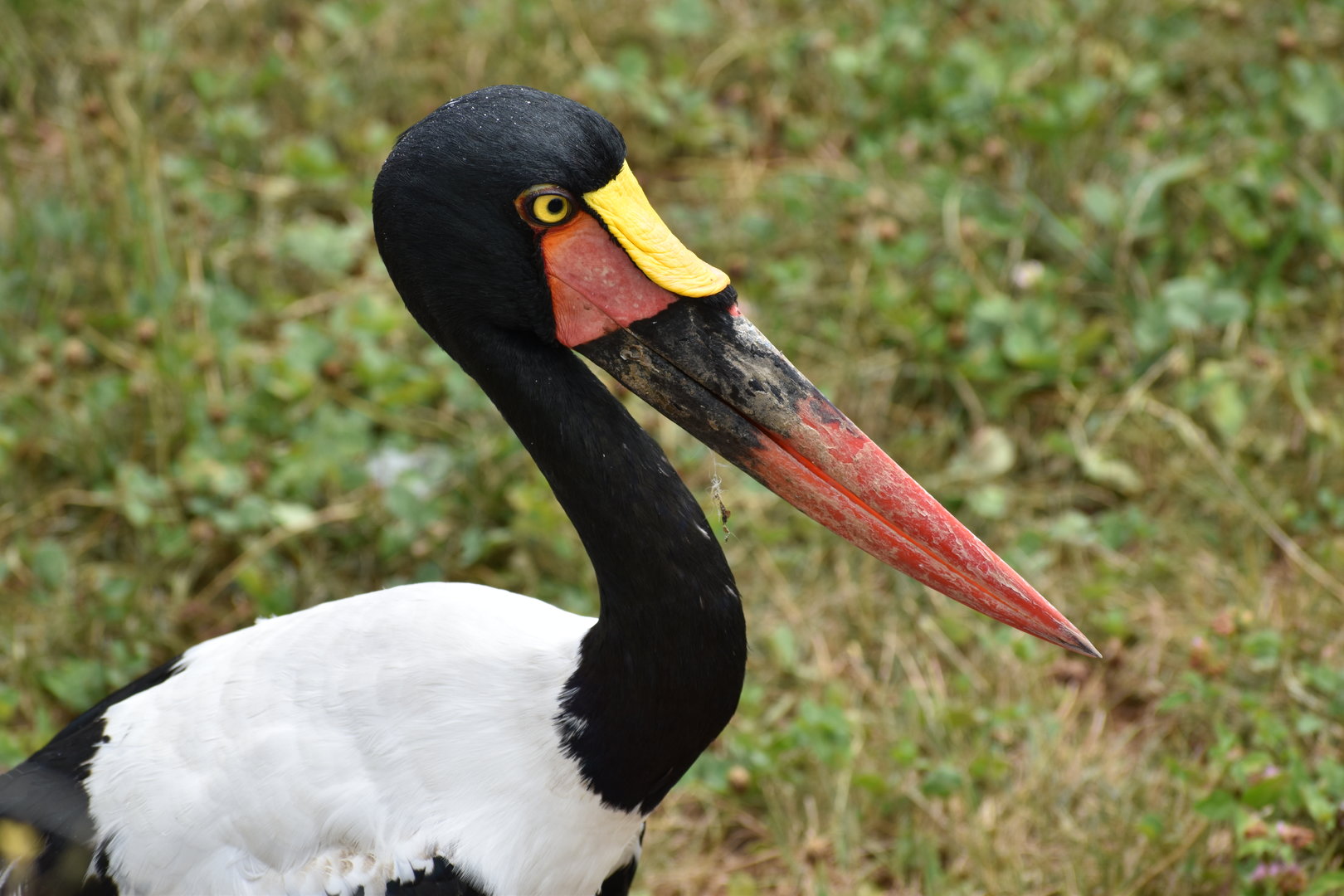 Saddle-billed Stork - Ephippiorhynchus senegalensis