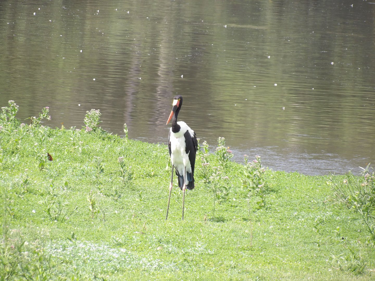 Saddle-Billed Stork(Ephippiorhynchus senegalensis)