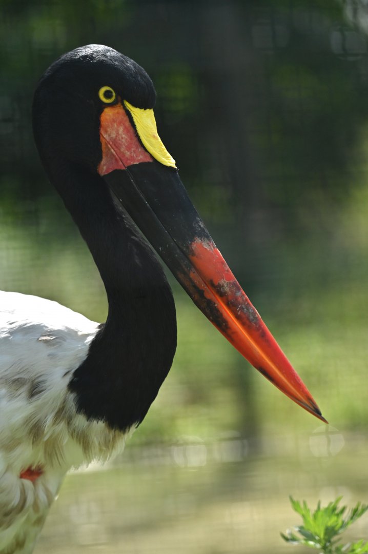 Saddle-billed Stork Ephippiorhynchus senegalensis