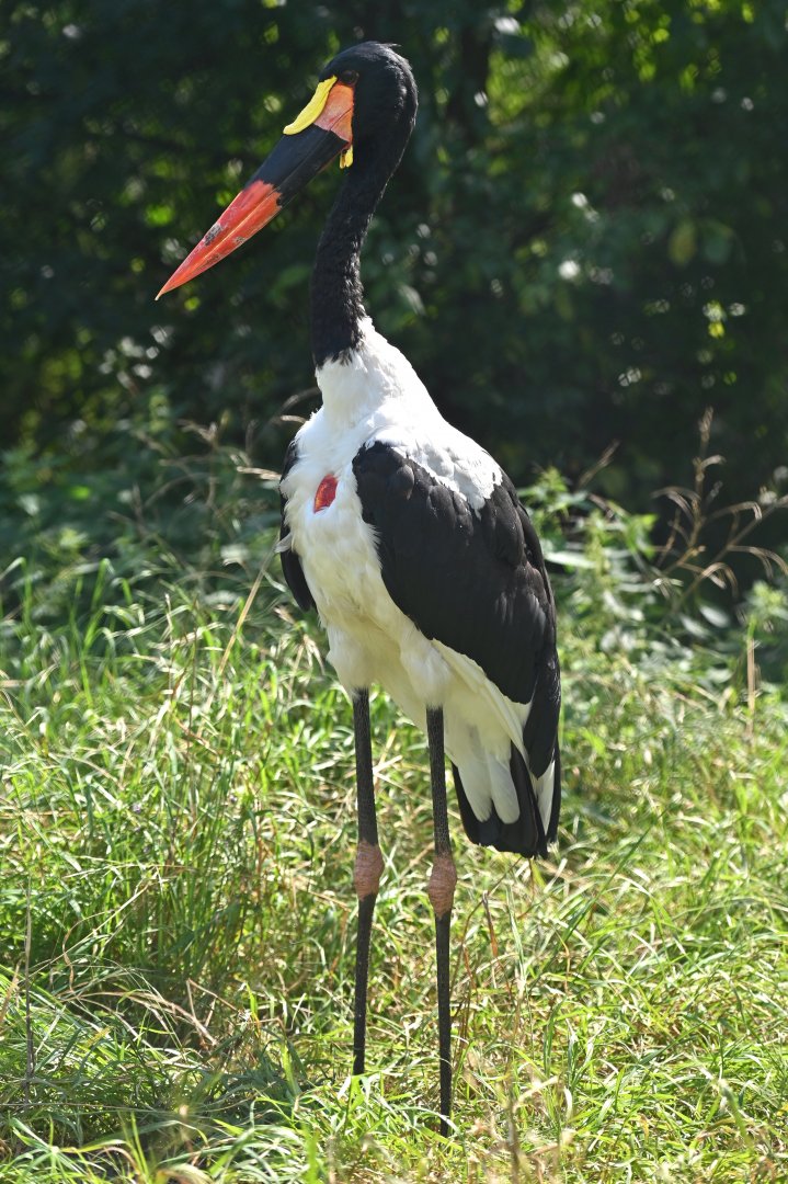 Saddle-billed Stork Ephippiorhynchus senegalensis