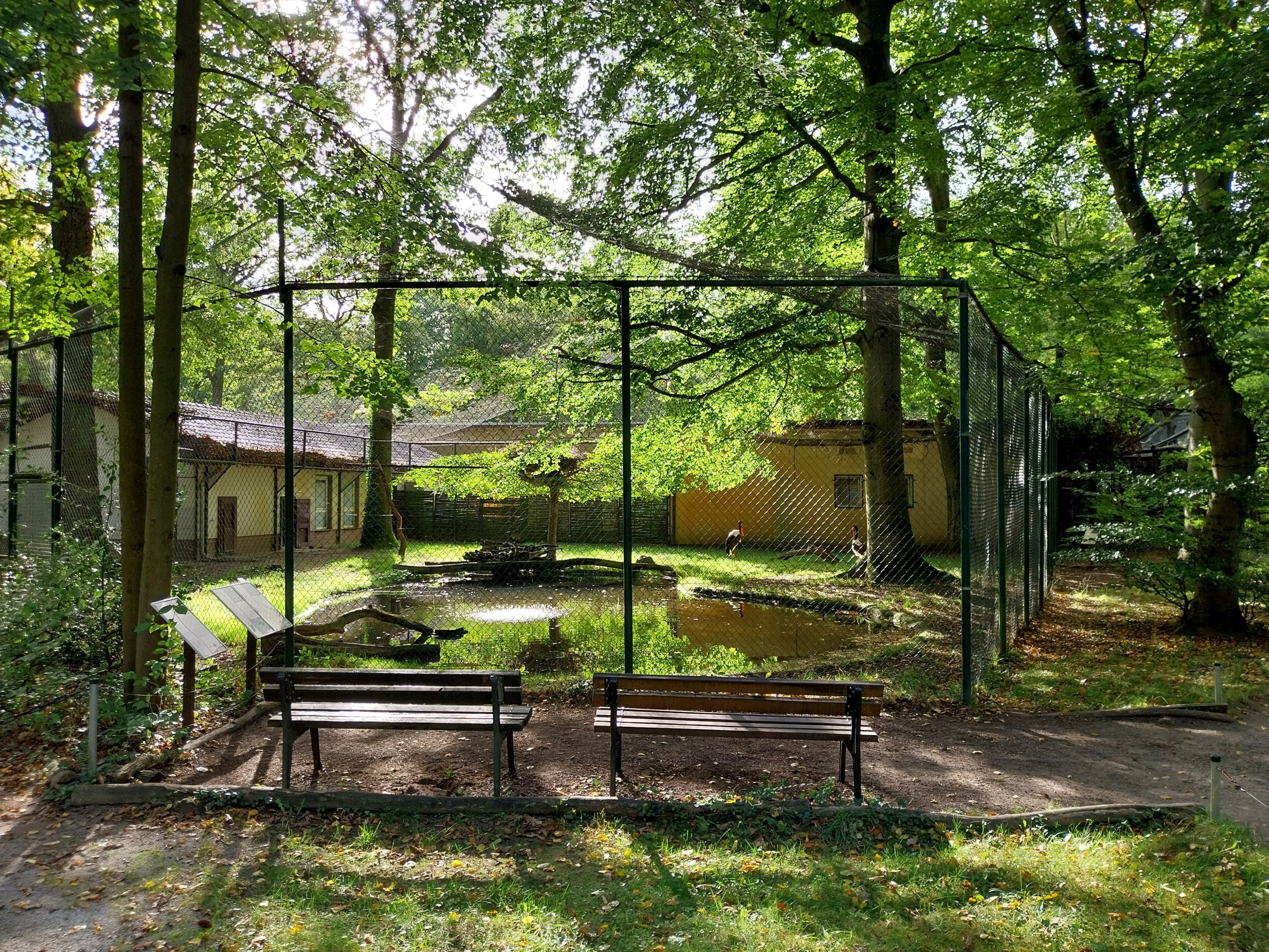 Saddle-Billed Stork (Ephippiorhynchus senegalensis)