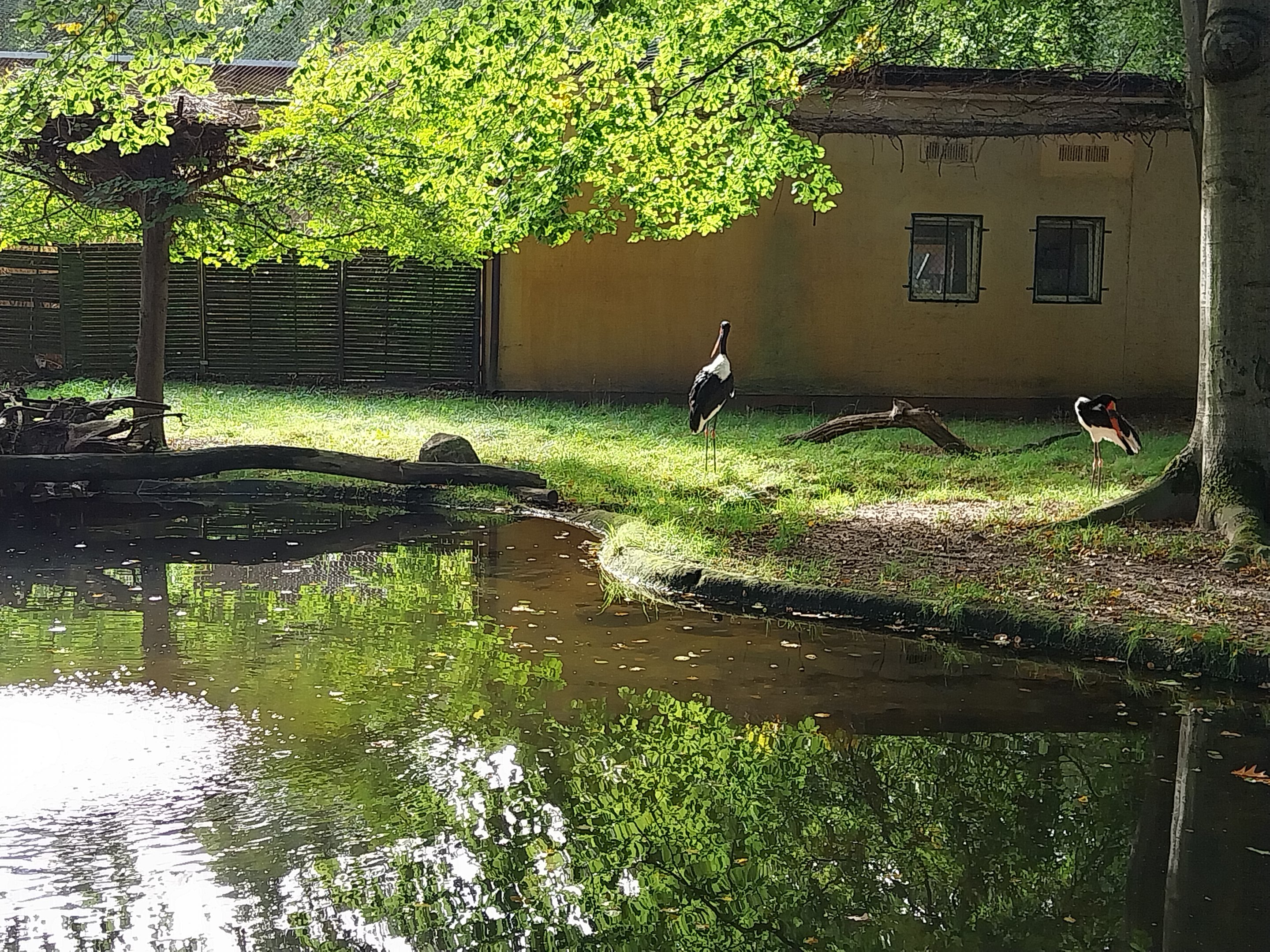 Saddle-Billed Stork (Ephippiorhynchus senegalensis)
