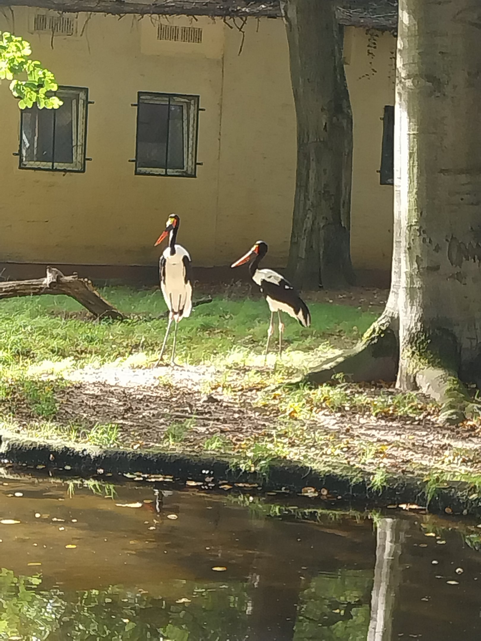 Saddle-Billed Stork (Ephippiorhynchus senegalensis)