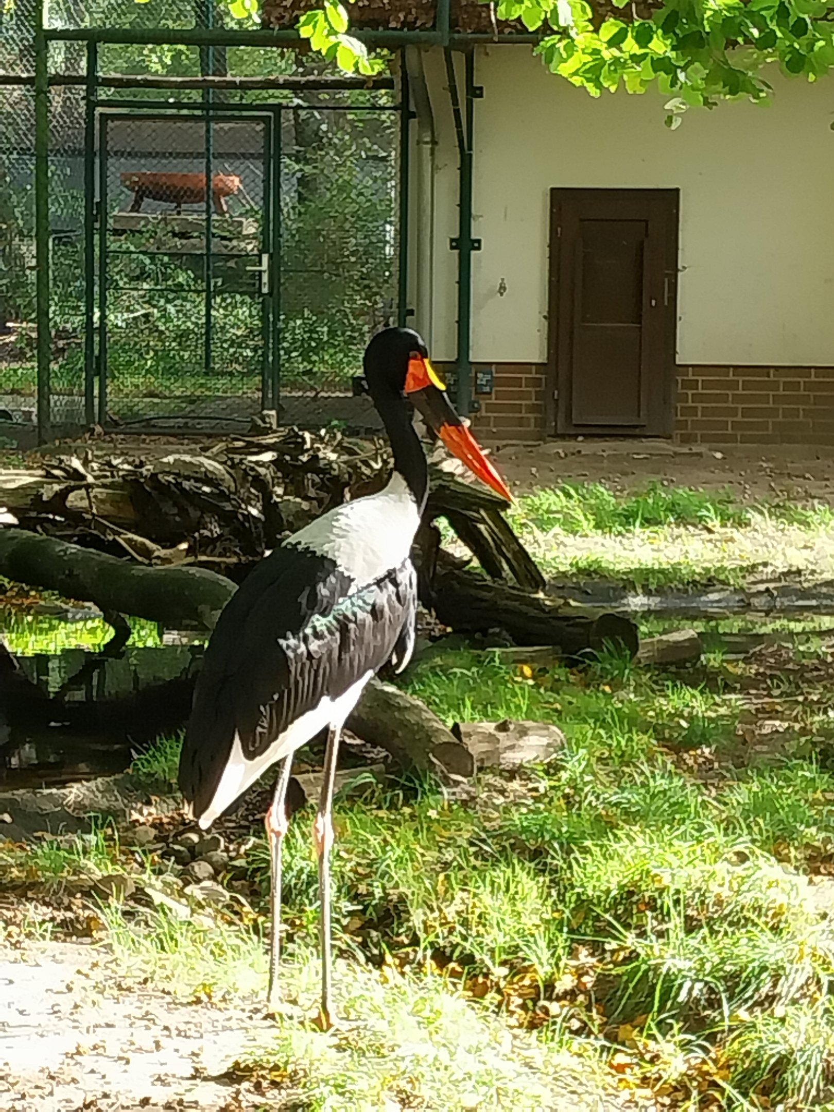 Saddle-Billed Stork (Ephippiorhynchus senegalensis)