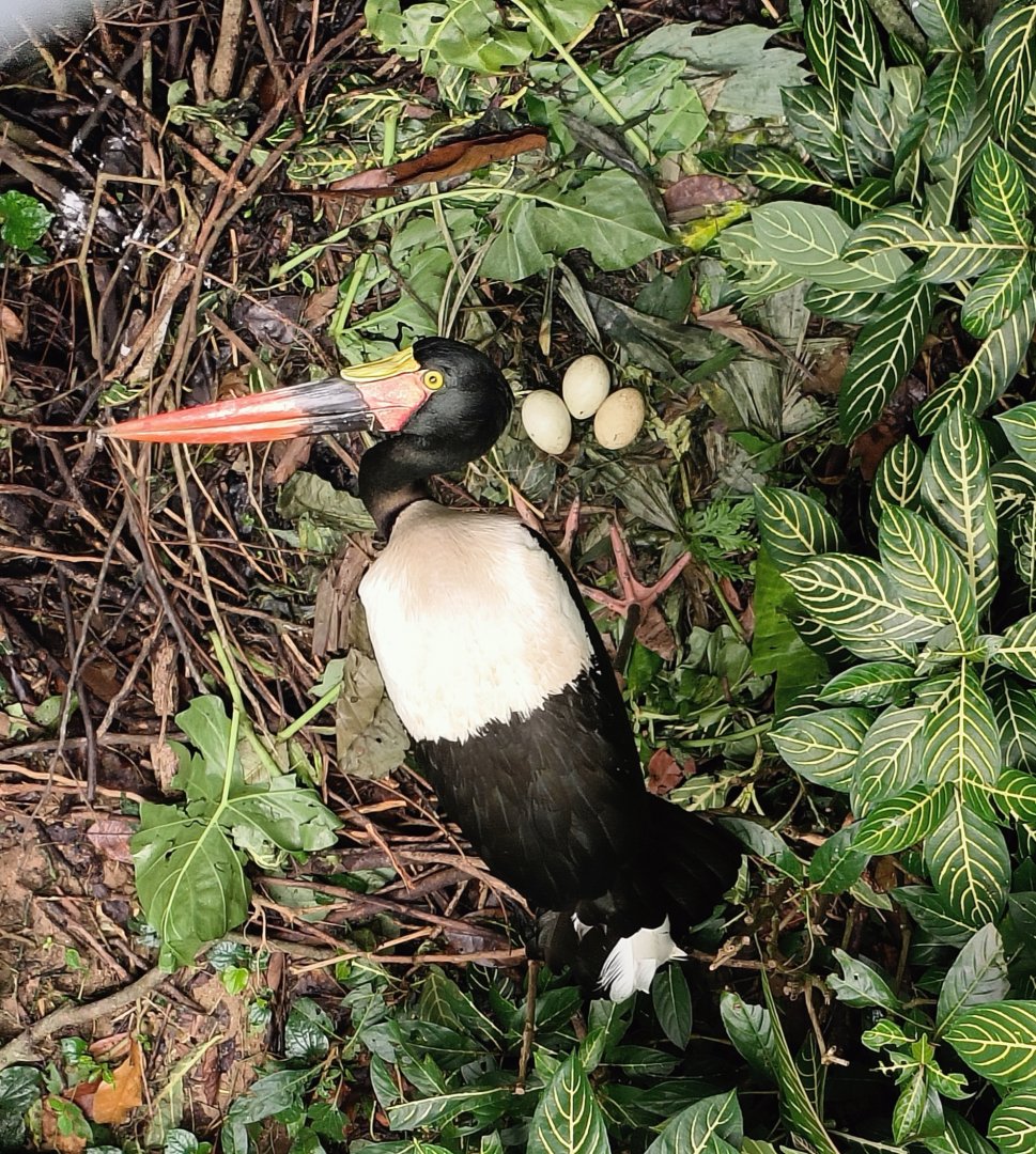 Saddle-Billed Stork (Ephippiorhynchus senegalensis)