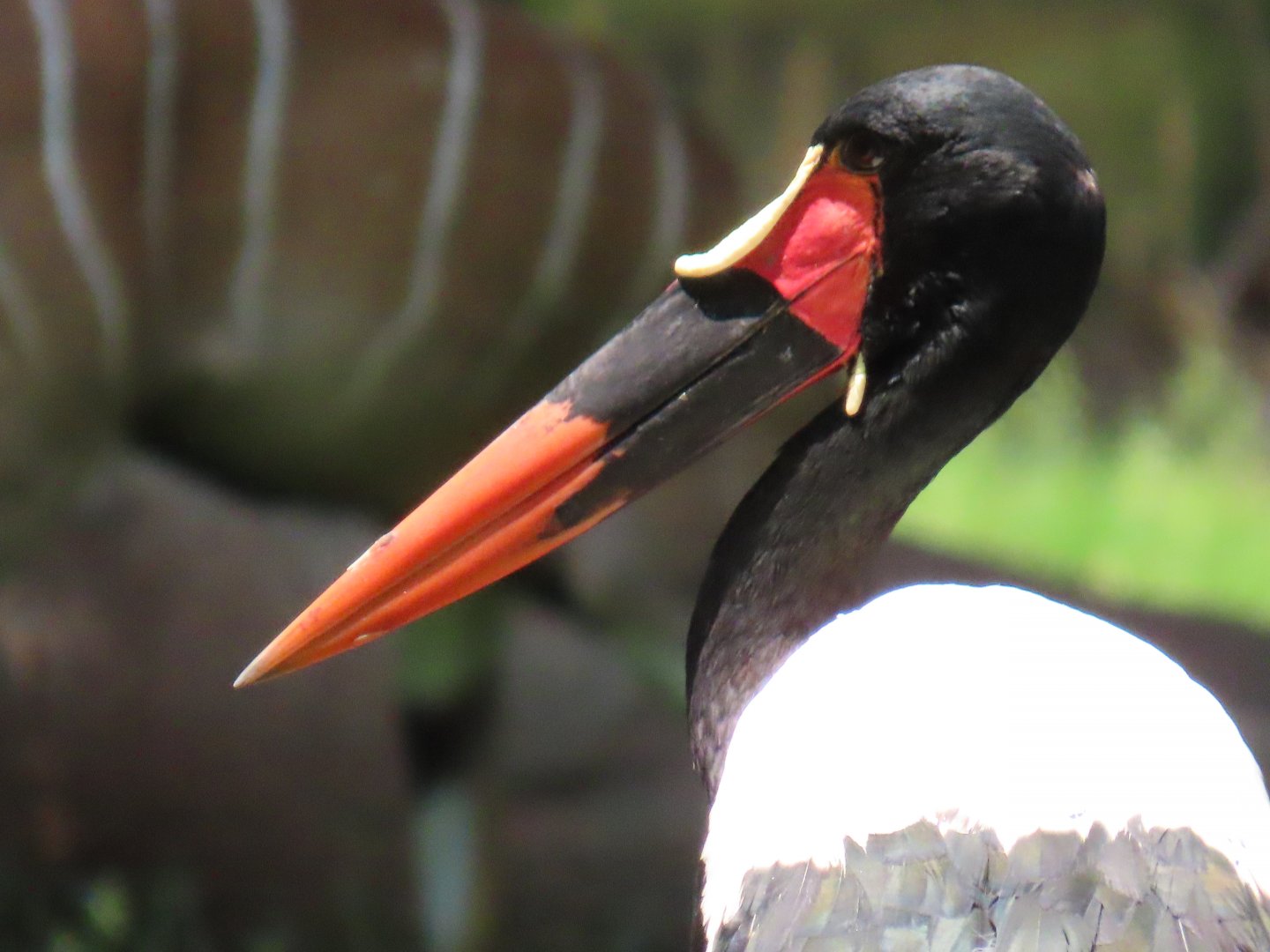 Saddle-billed Stork (Ephippiorhynchus senegalensis)