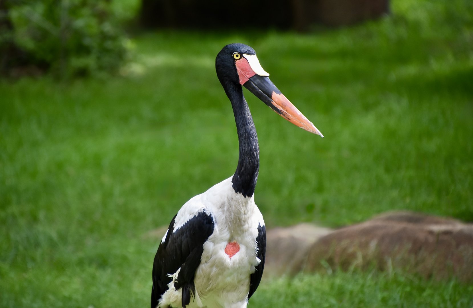 Saddle-Billed Stork (Ephippiorhynchus senegalensis)