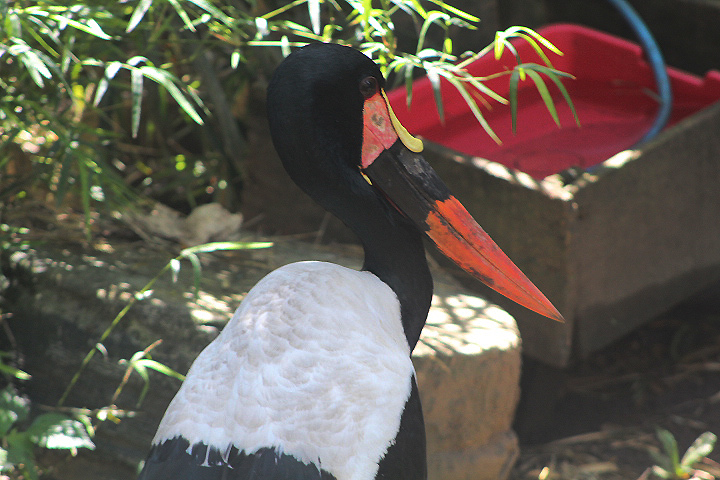 Saddle-billed stork (Ephippiorhynchus senegalensis)