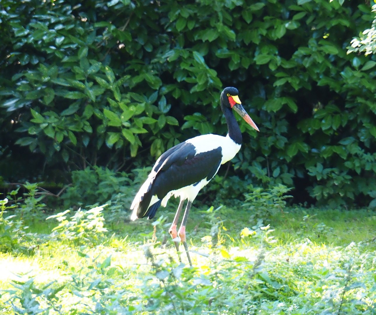 Saddle-billed stork (Ephippiorhyncus senegalensis), Sep 2nd, 2018