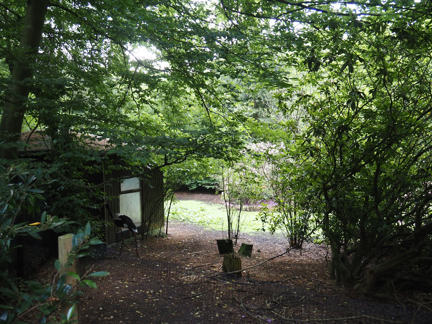 Saddle-billed stork exhibit, 2024-05-24