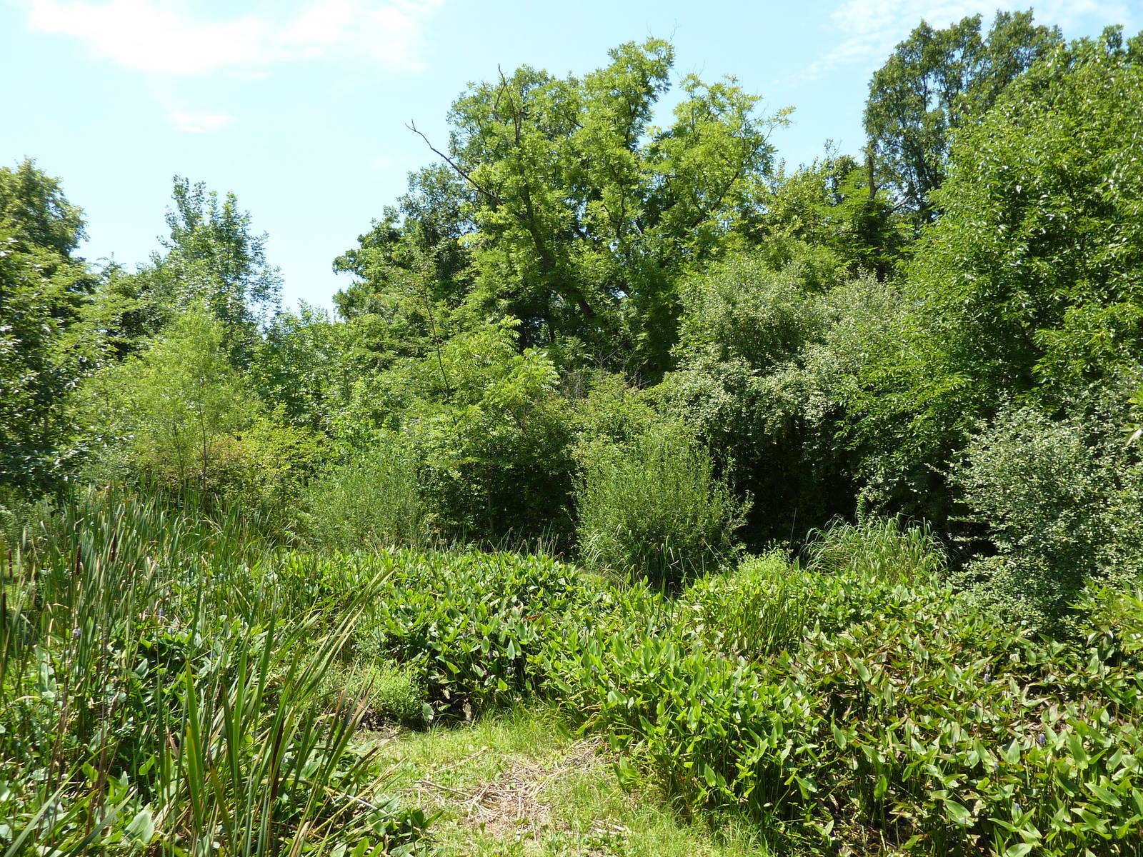 Saddle-Billed Stork Exhibit