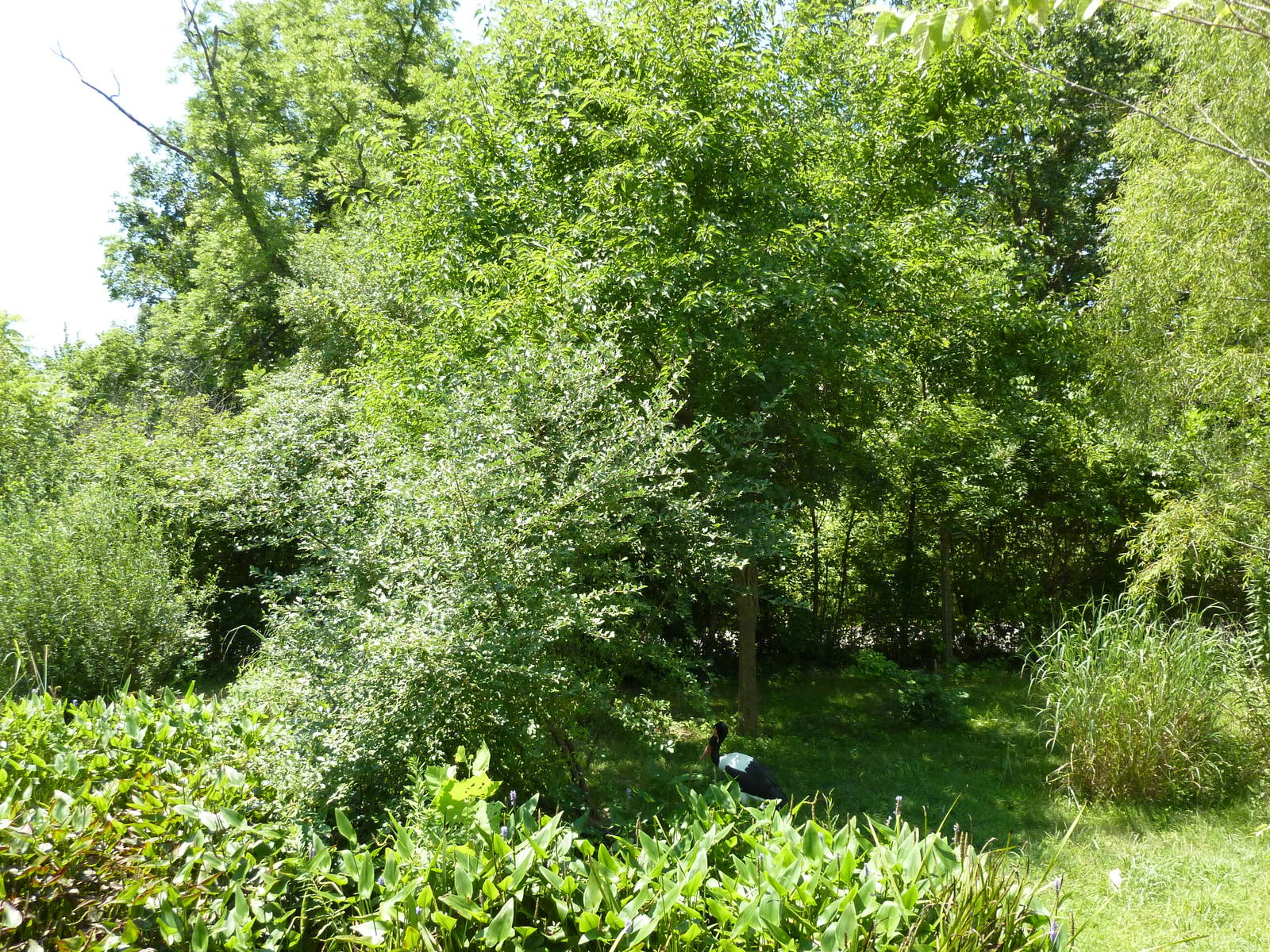 Saddle-Billed Stork Exhibit