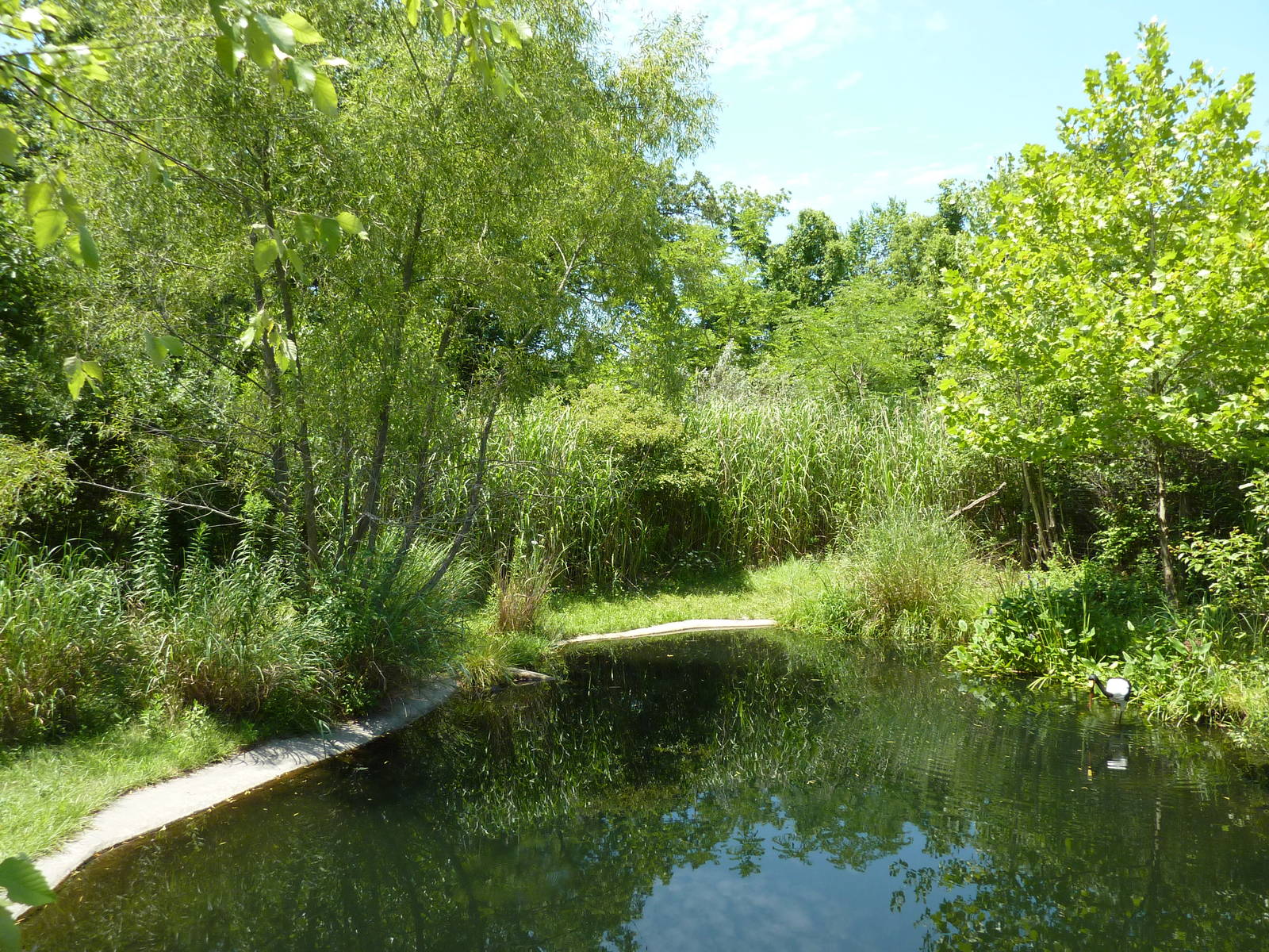 Saddle-Billed Stork Exhibit