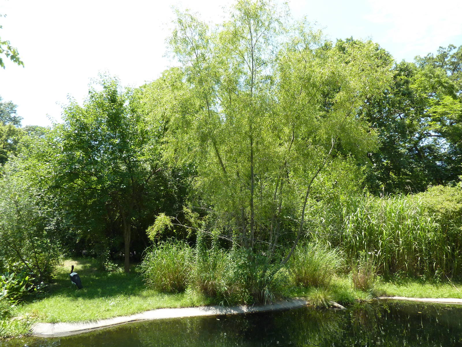 Saddle-Billed Stork Exhibit