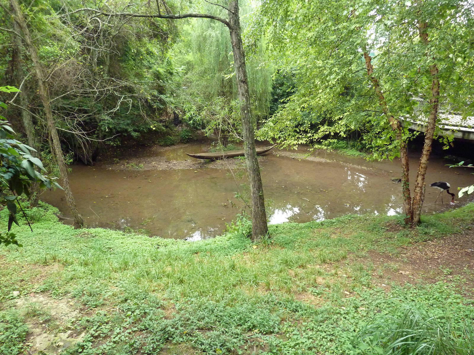 Saddle-Billed Stork Exhibit