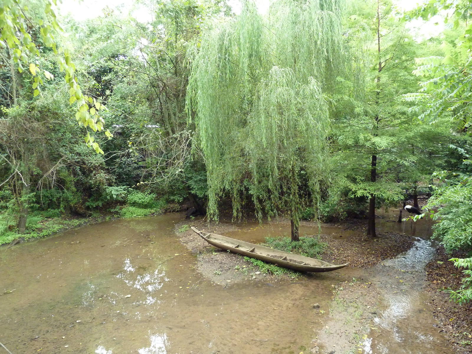 Saddle-Billed Stork Exhibit