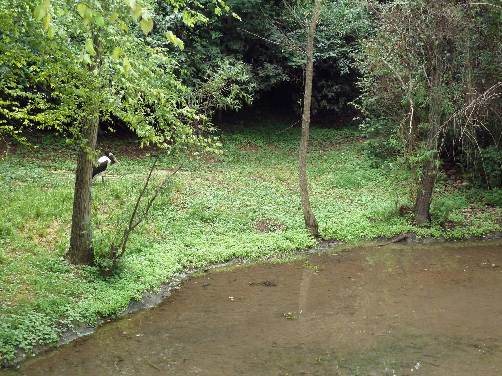 Saddle-Billed Stork Exhibit