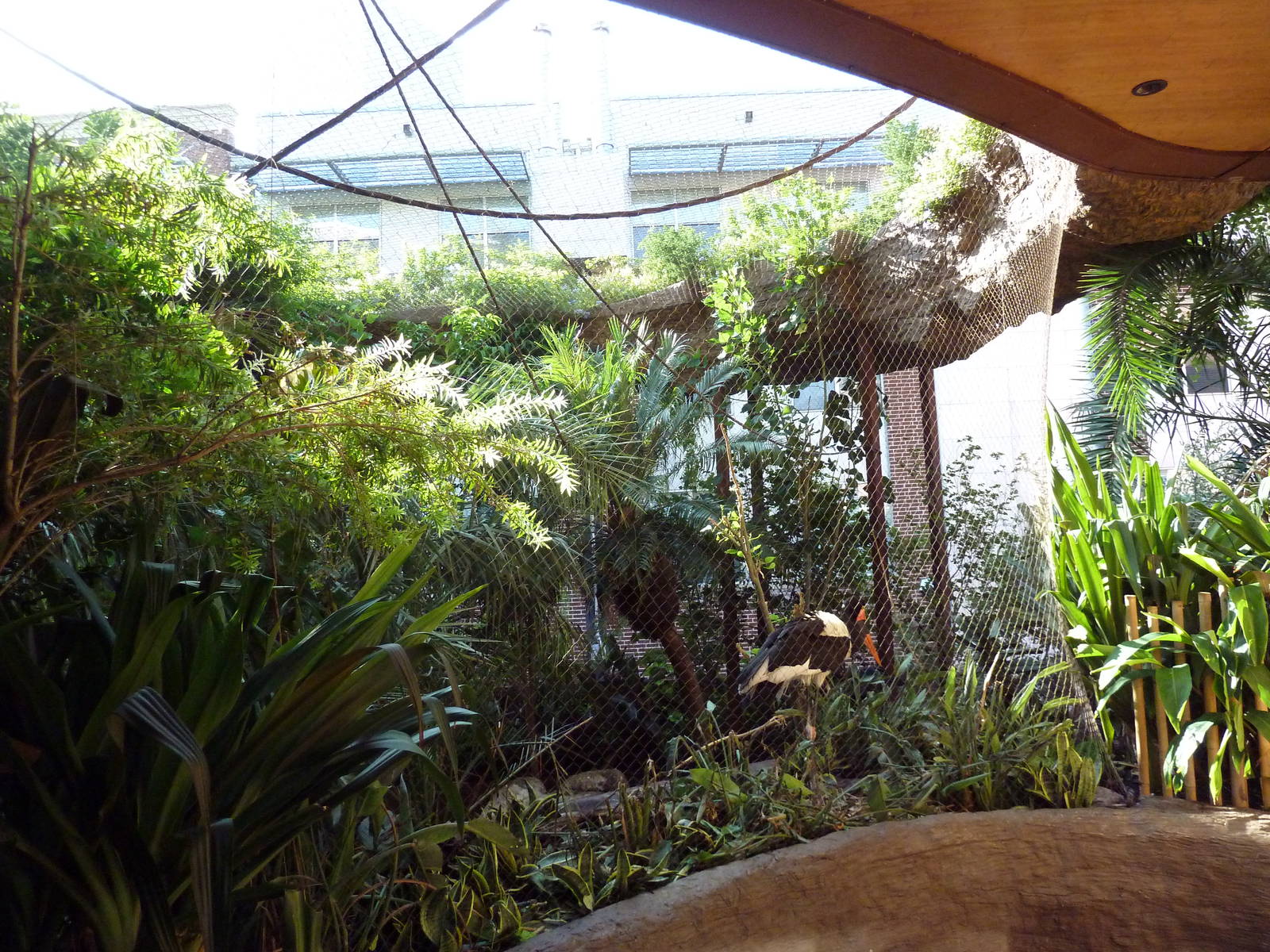 Saddle-Billed Stork Exhibit