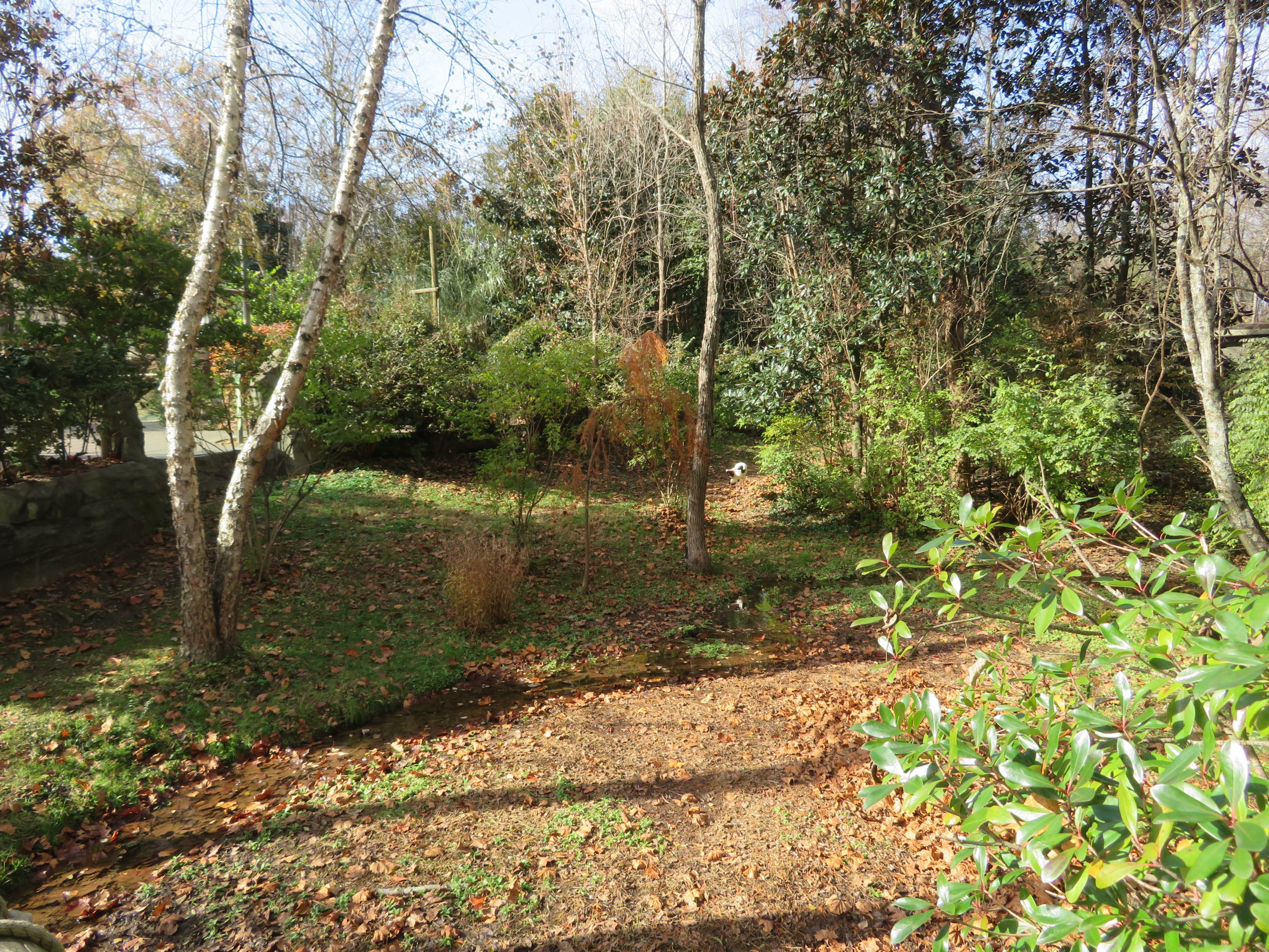 Saddle-billed Stork Exhibit