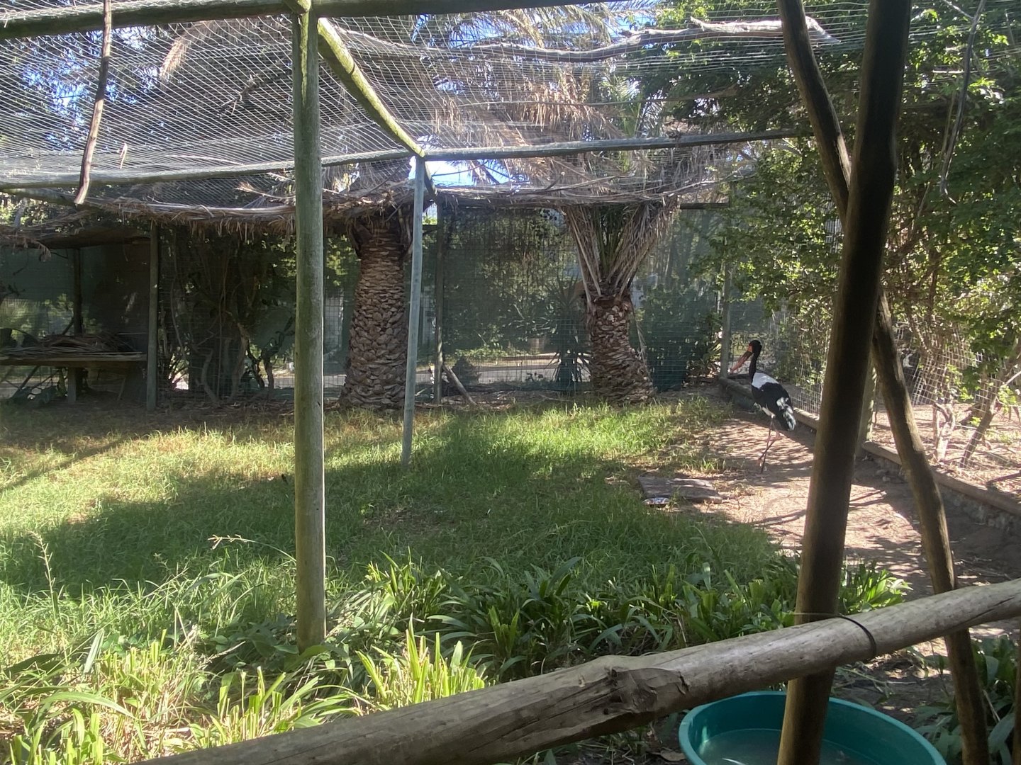 Saddle-Billed Stork Exhibit