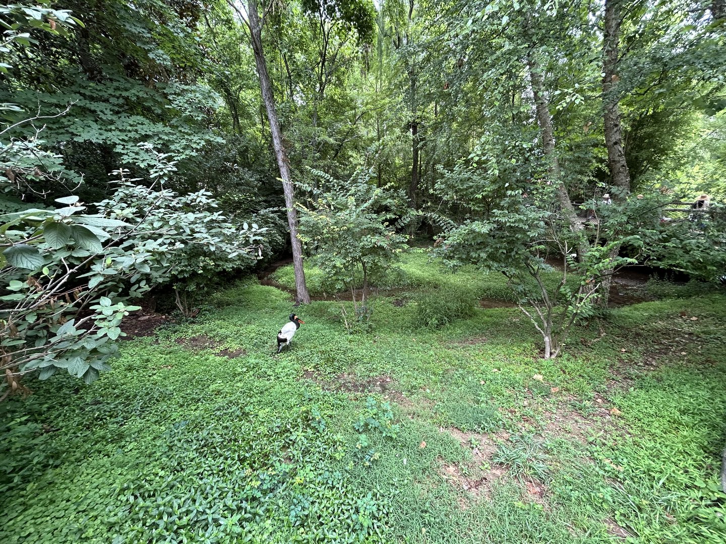 Saddle-billed Stork Exhibit