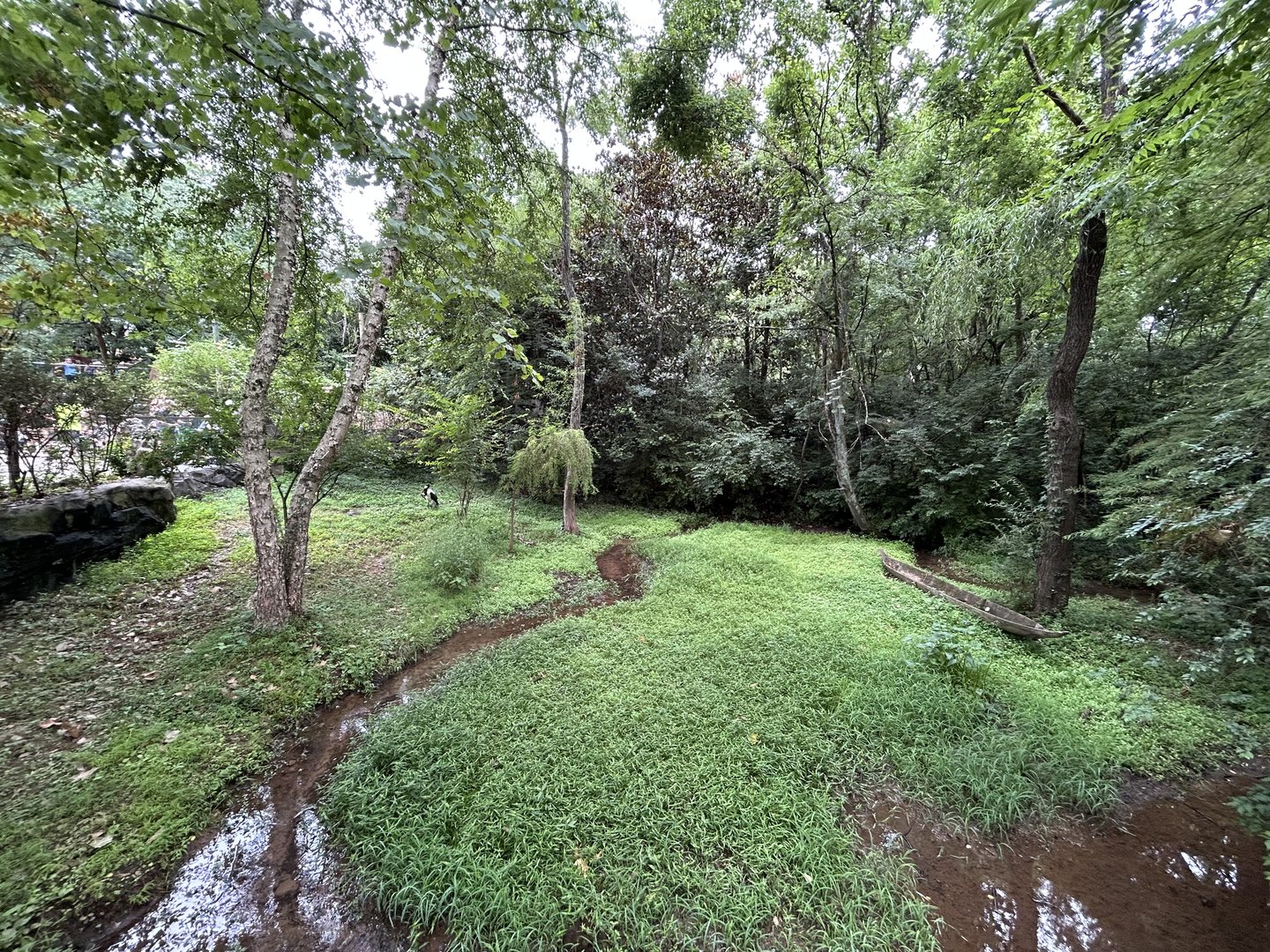 Saddle-billed Stork Exhibit