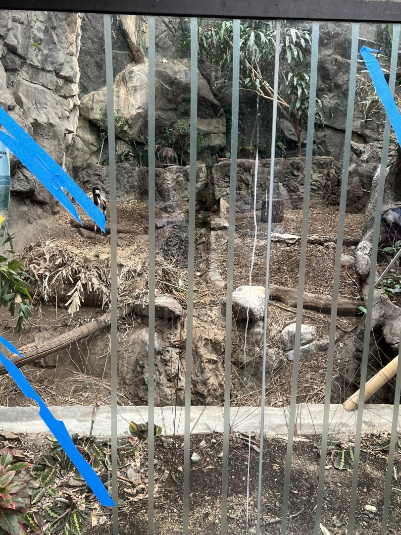 Saddle-Billed Stork Exhibit