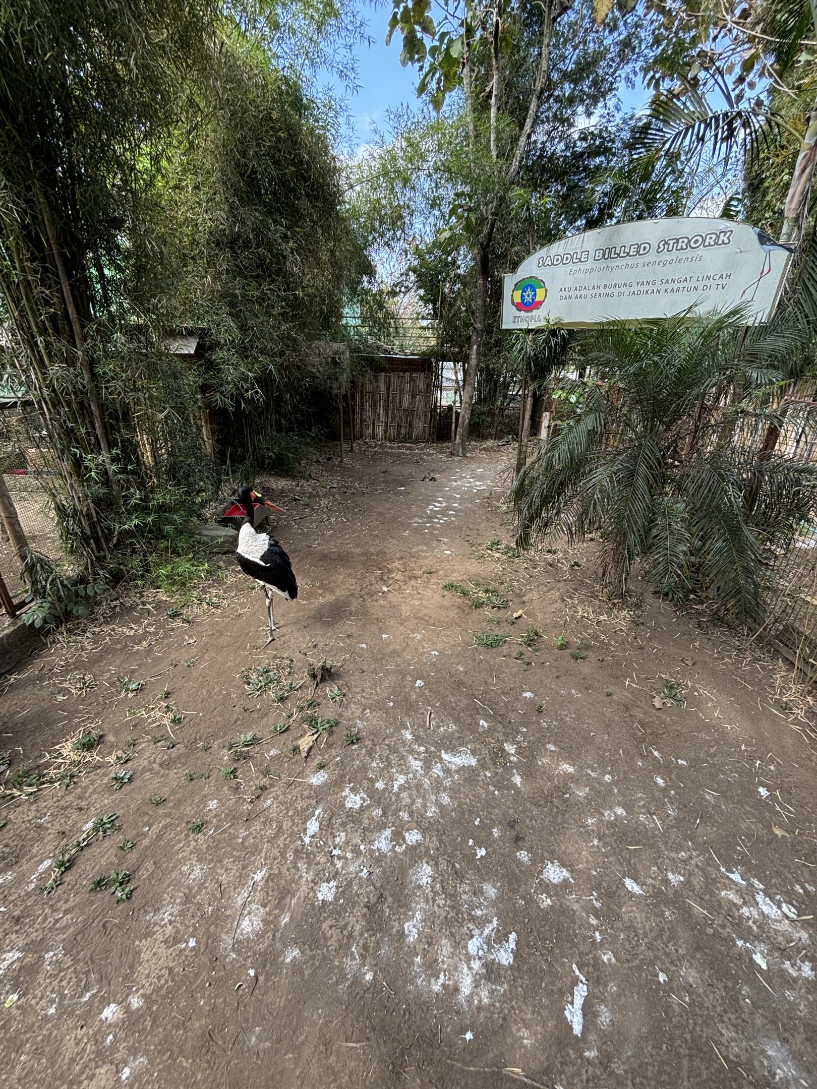 Saddle-billed Stork Exhibit