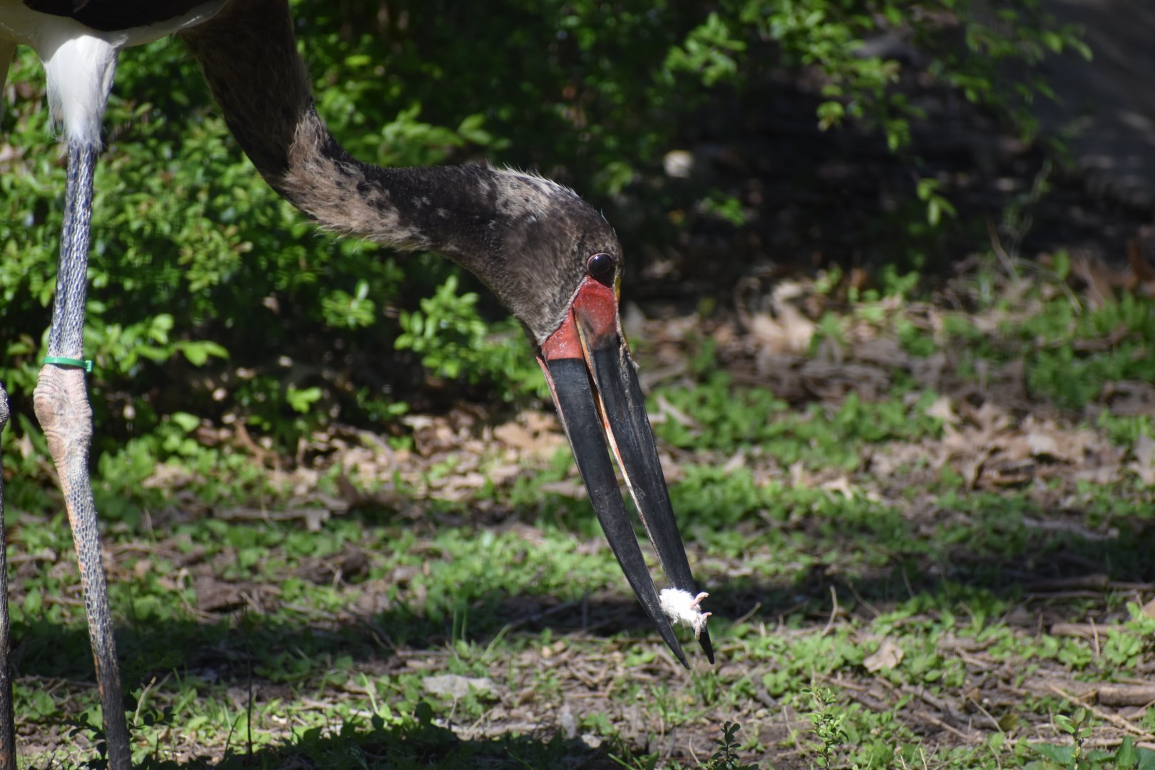 Saddle-billed Stork Feeding Time