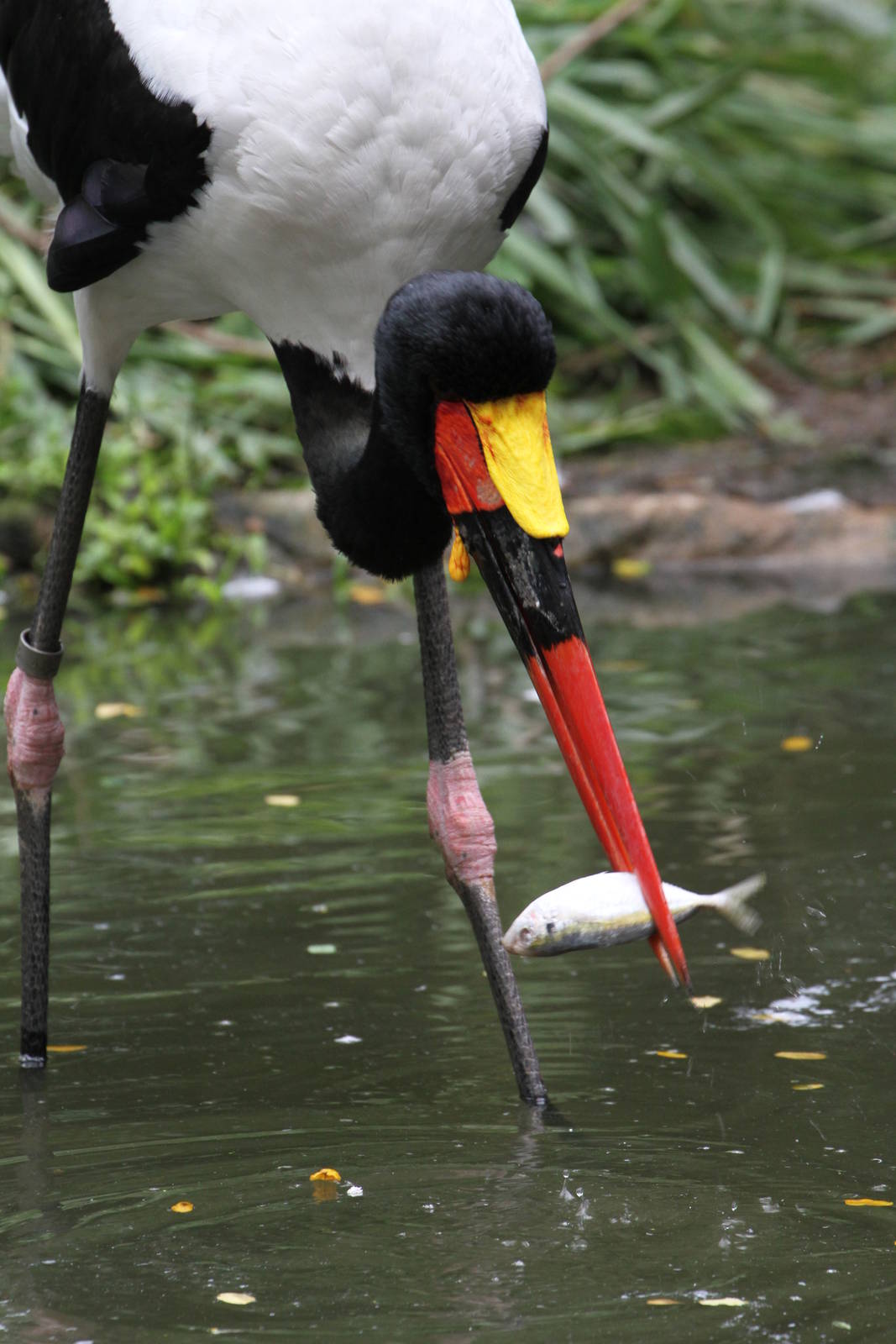 Saddle-billed Stork Fishing
