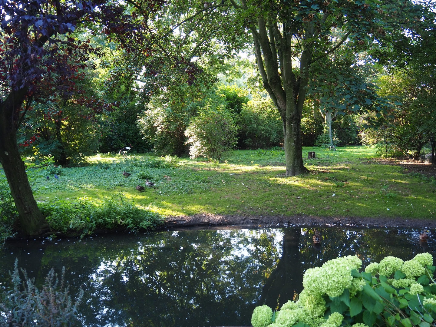 Saddle-billed stork - Grey crowned crane - Waterfowl exhibit (Sep 2nd, 2018)