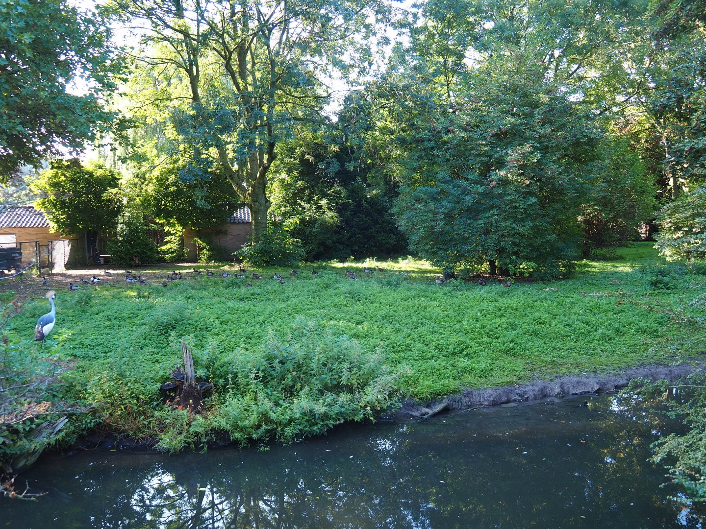 Saddle-billed stork - Grey crowned crane - Waterfowl exhibit (Sep 2nd, 2018)