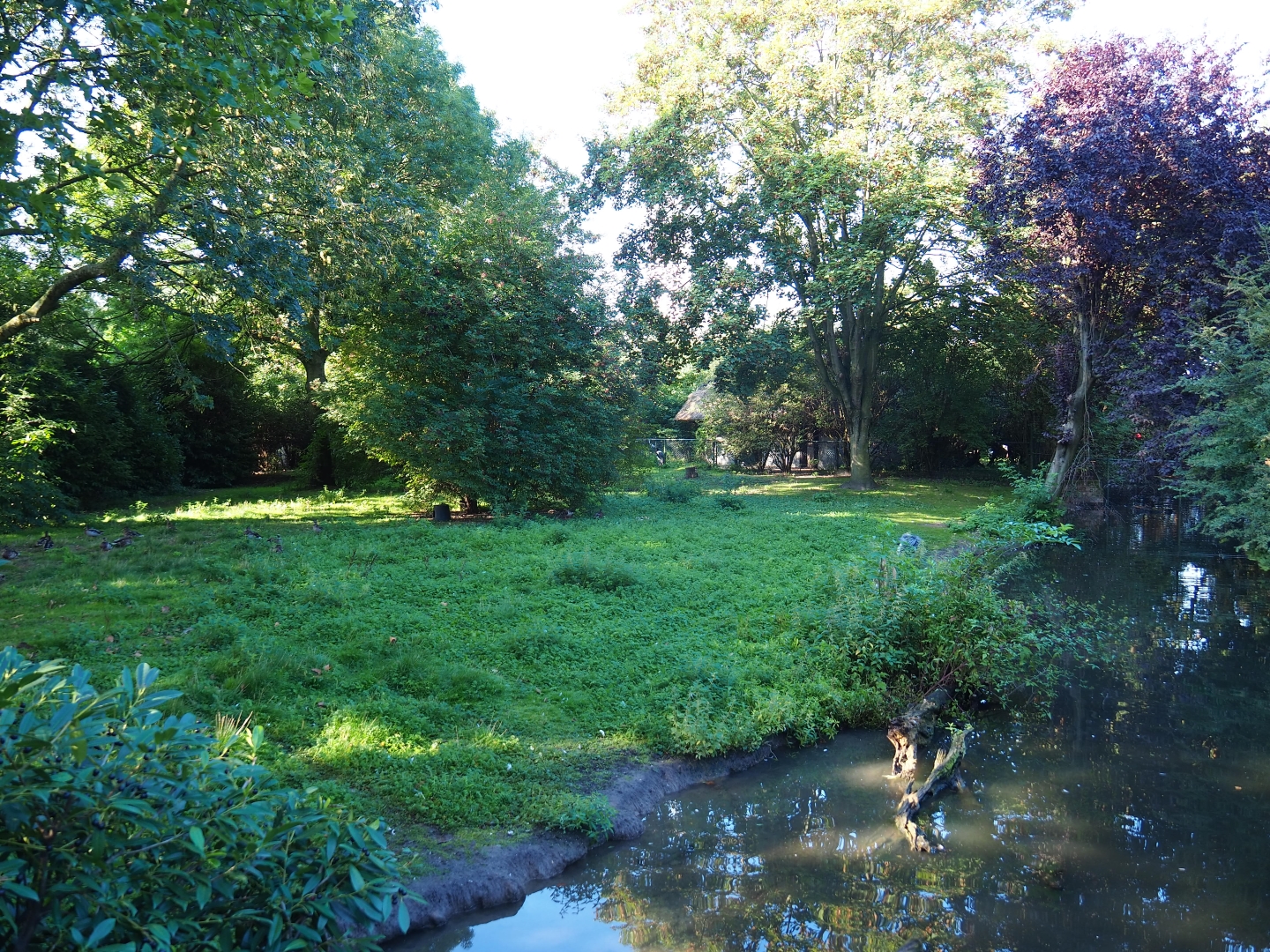 Saddle-billed stork - Grey crowned crane - Waterfowl exhibit (Sep 2nd, 2018)
