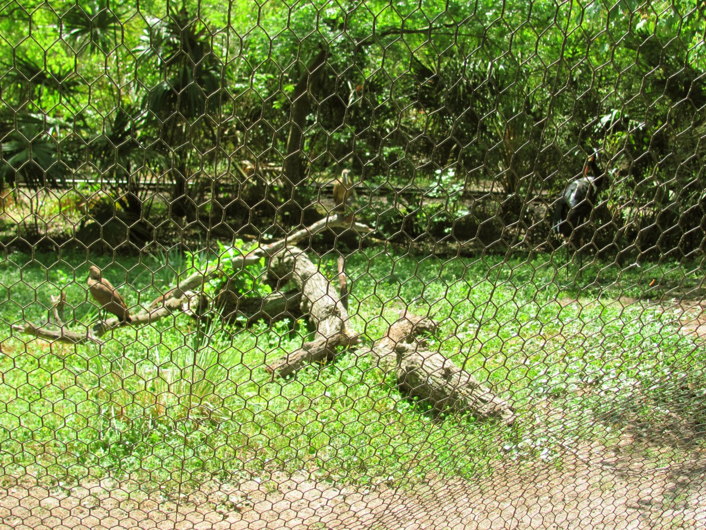 Saddle-Billed Stork & Hamerkop Exhibit