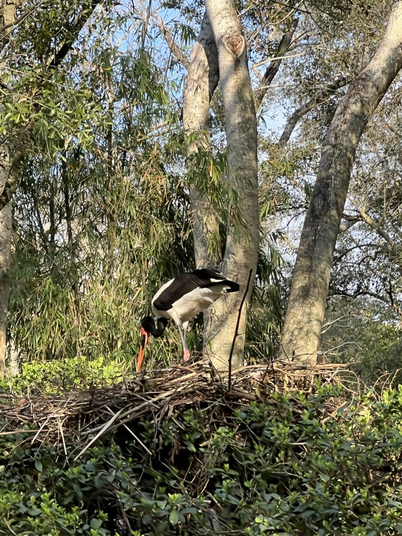 Saddle-Billed Stork in its nest