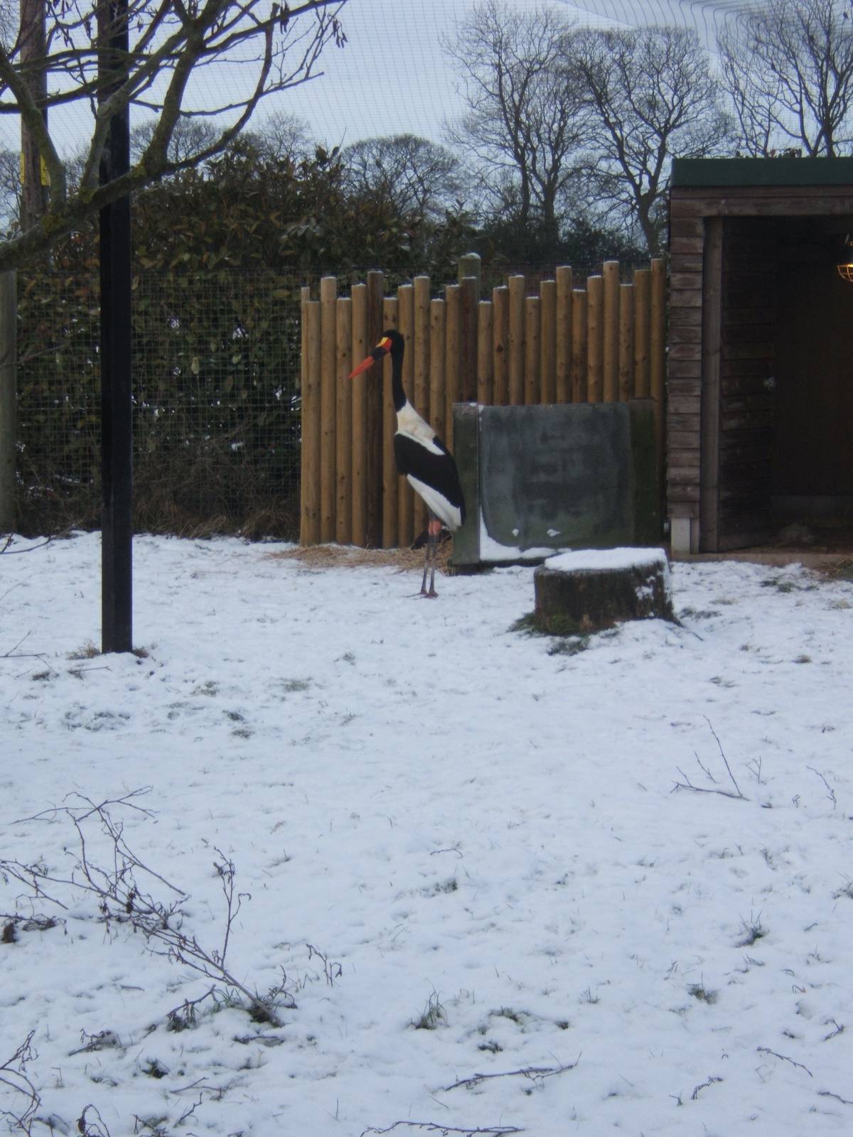 Saddle-billed Stork in snow